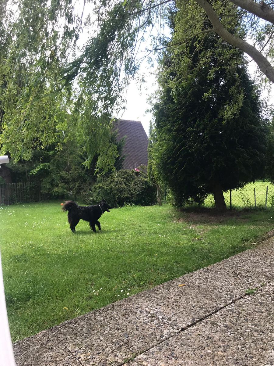 Großer eingezäunter und hundefreundlicher Garten